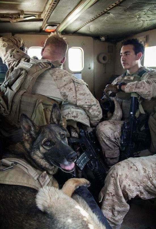 Shangrala's Military Dogs 2