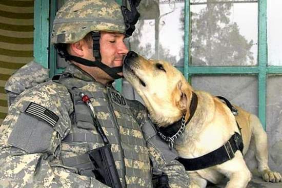 Shangrala's Military Dogs 2