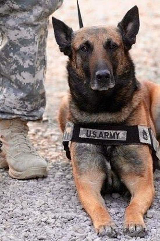 Shangrala's Military Dogs