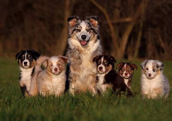 Shangrala's Dog Family Portraits