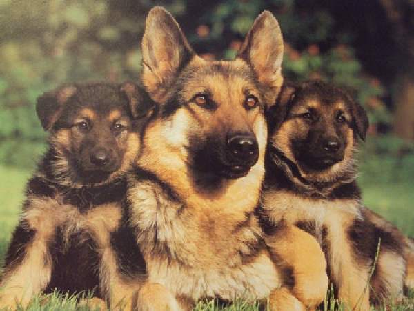 Shangrala's Dog Family Portraits