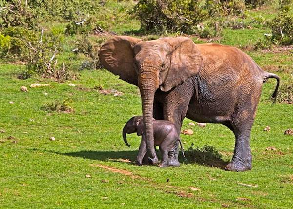 Shangrala's Elephant Rescue 4