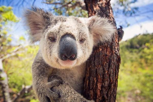 Shangrala's Koalas Up Close