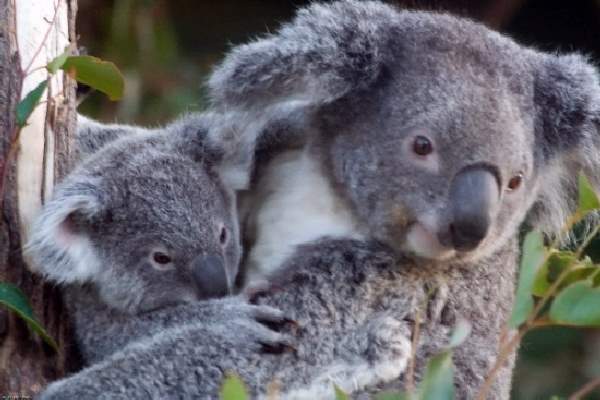 Shangrala's Koalas Up Close