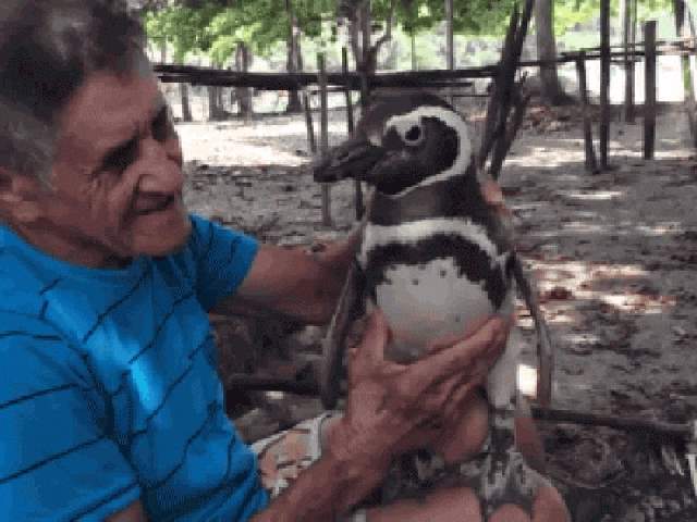 Shangrala's Penguin Rescue Story