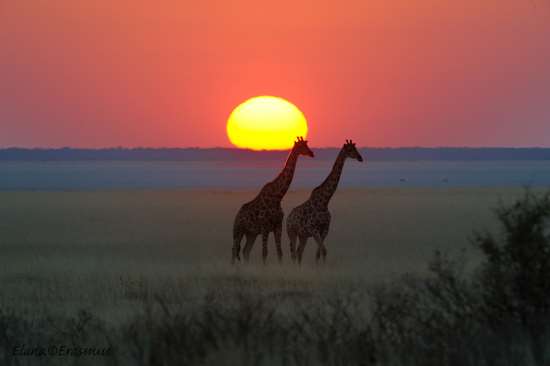 Shangrala's Beautiful Africa