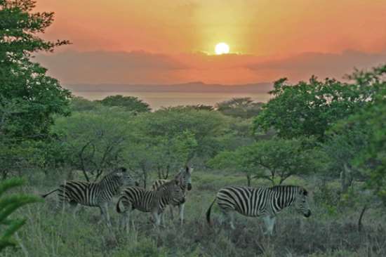 Shangrala's Beautiful Africa