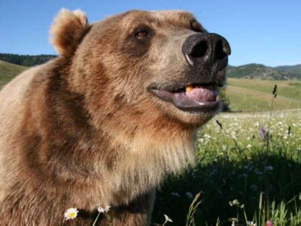 Shangrala's Brutus The Bear