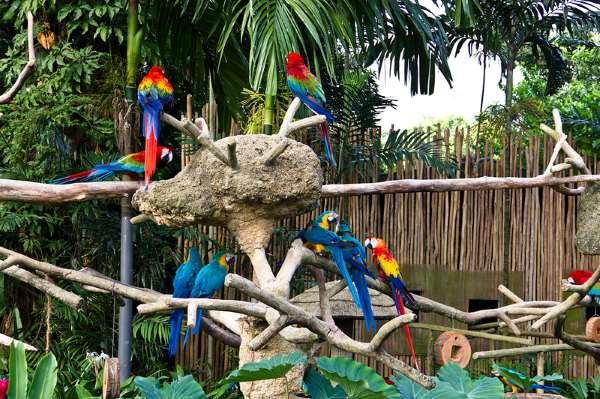 Shangrala's Singapore Bird Park