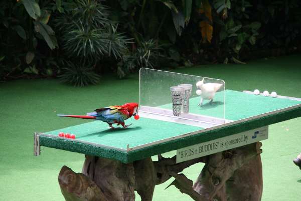 Shangrala's Singapore Bird Park
