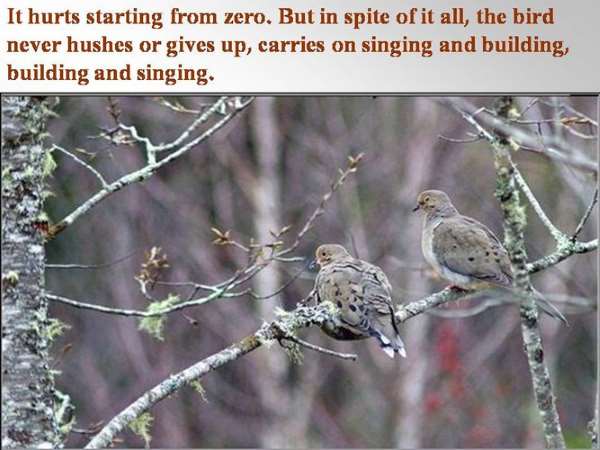 Shangrala's Bird Inspirations