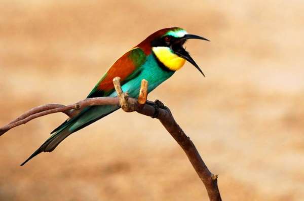 Shangrala's Beautiful Birds And Words