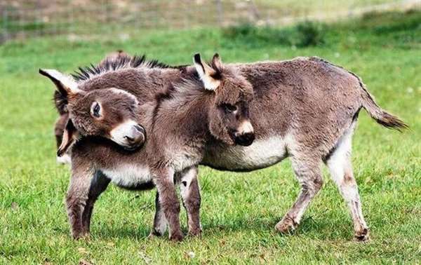 Shangrala's Miniature Donkeys