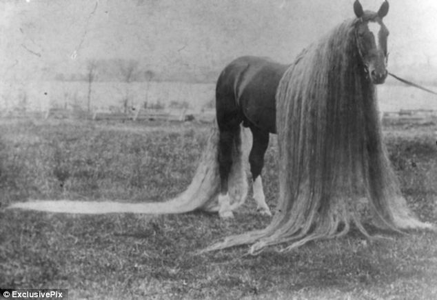 Shangrala's Linus The Wonder Horse