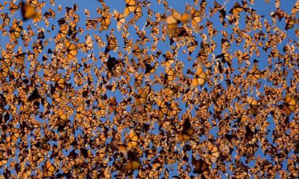 Shangrala's Beautiful Monarch Butterflies