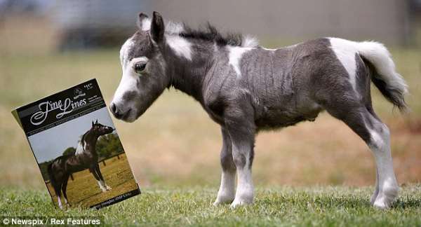 Shangrala's Cute Little Pony