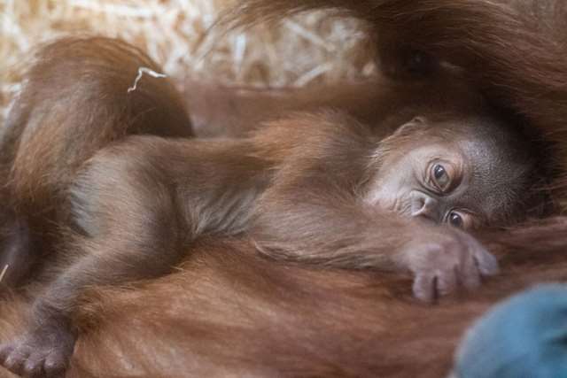 Shangrala's Orangutan Mom And Son