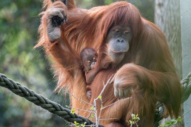 Shangrala's Orangutan Mom And Son