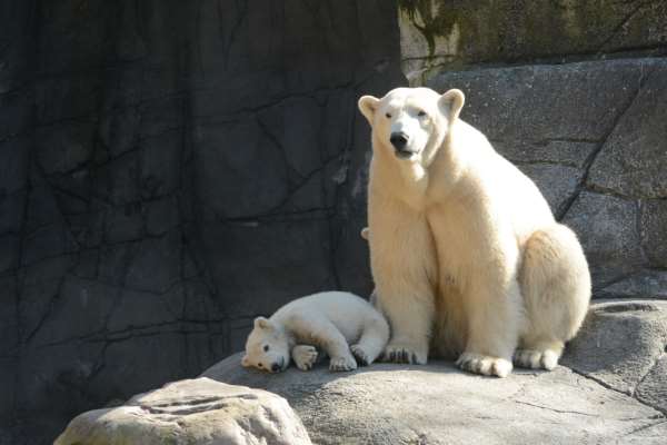 Shangrala's Polar Bear Twins