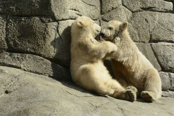 Shangrala's Polar Bear Twins