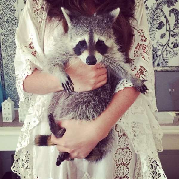 Shangrala's Rescued Raccoon