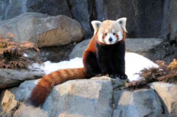 Shangrala's The Red Panda