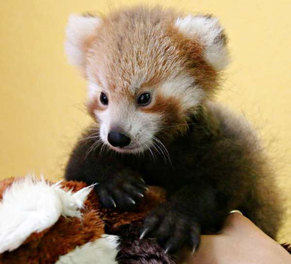 Shangrala's Red Panda Cub