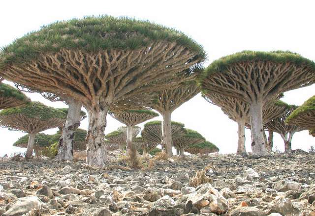 Shangrala's Socotra Island
