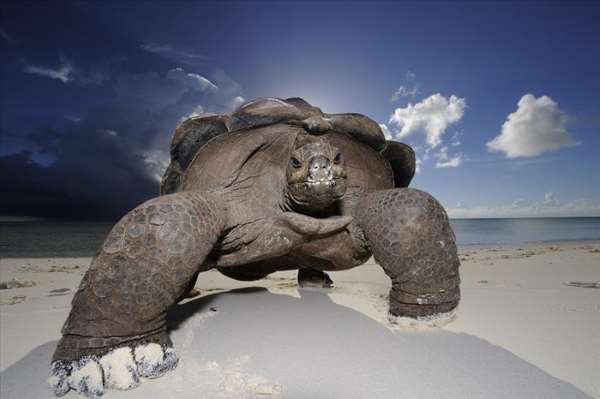 Shangrala's World's Largest Turtle Population