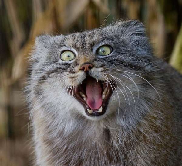 Shangrala's World's Most Expressive Cat