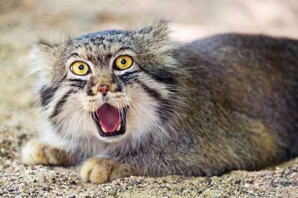 Shangrala's World's Most Expressive Cat