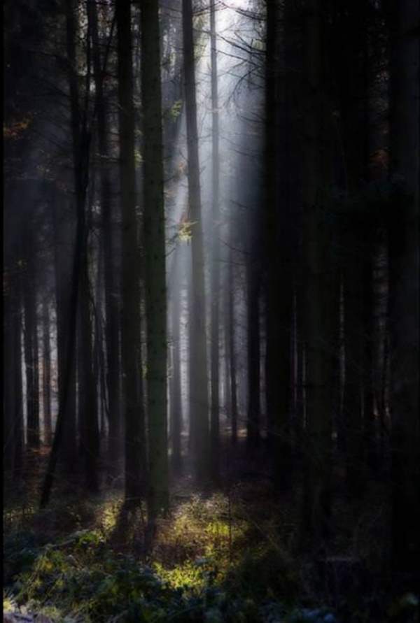 Shangrala's Mysterious Black Forest
