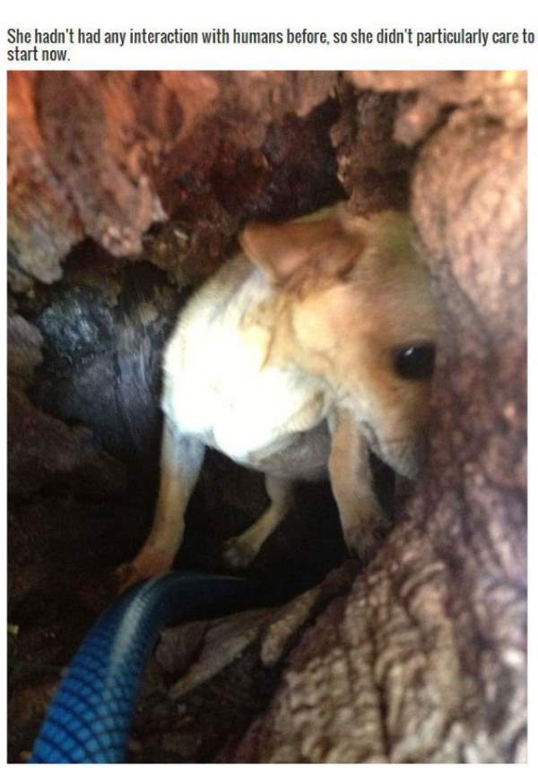 Shangrala's Abandoned Chihuahua Boo