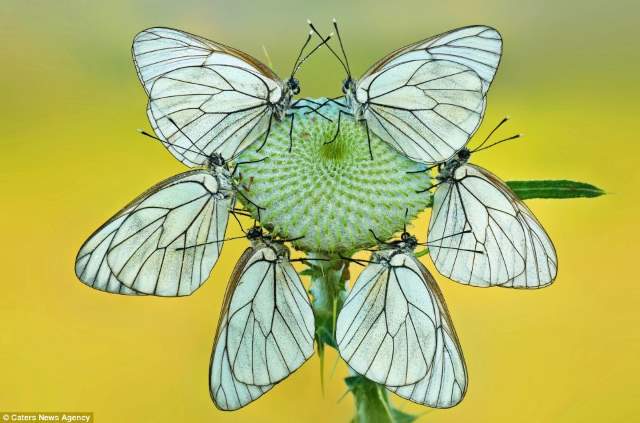 Shangrala's Butterflies And Flowers
