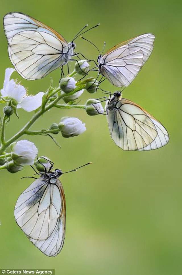 Shangrala's Butterflies And Flowers