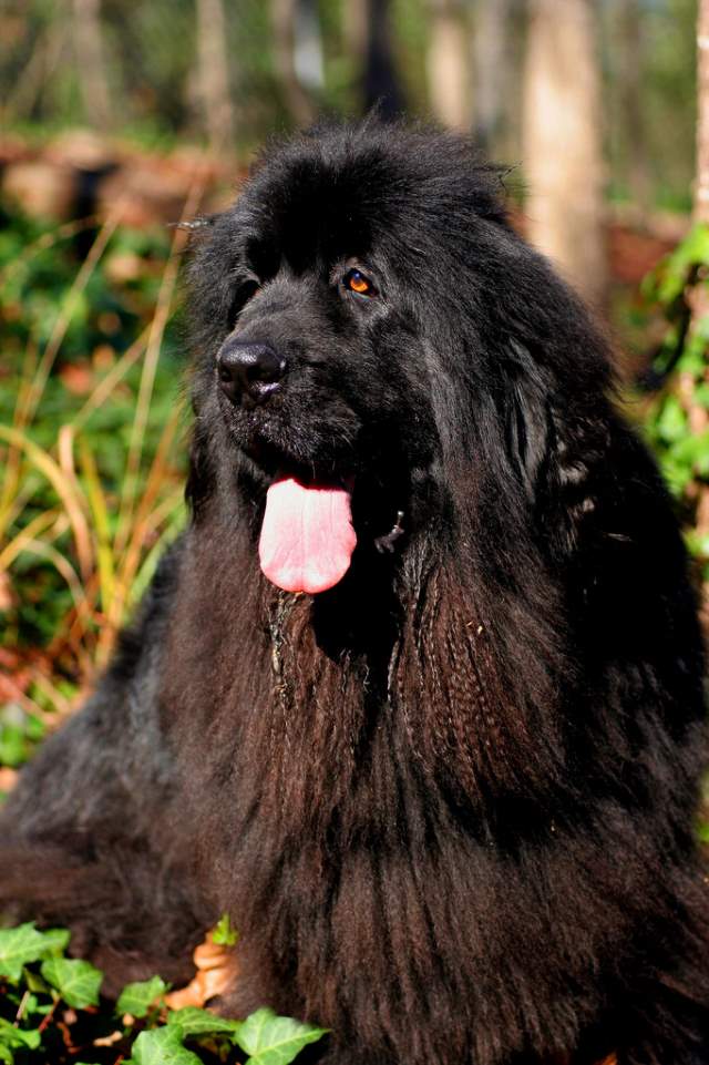 Shangrala's World's Largest Dogs