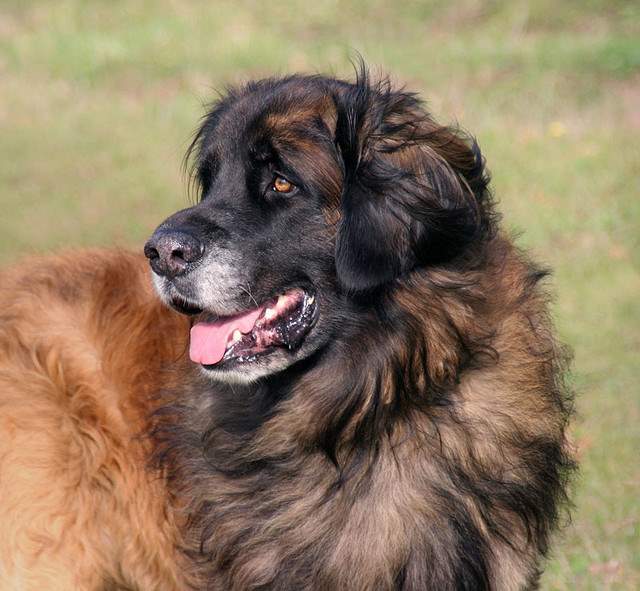 Shangrala's World's Largest Dogs