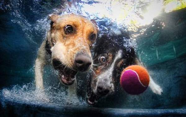 Shangrala's Dog Water Fetch
