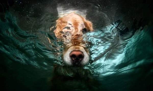 Shangrala's Dog Water Fetch