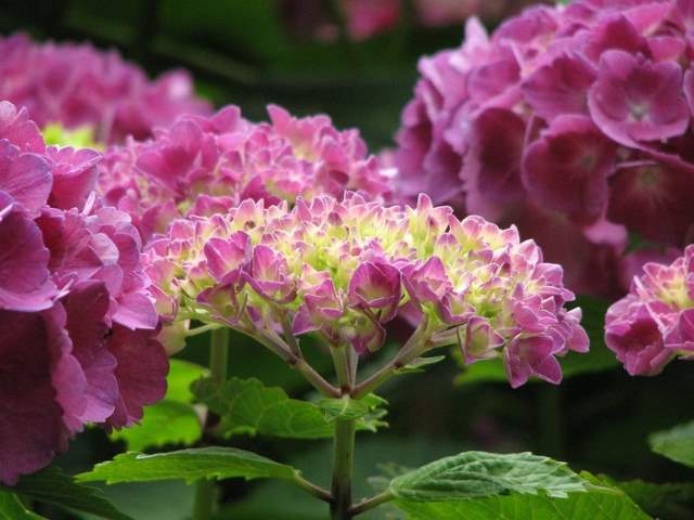 Shangrala's Beautiful Flowers 2