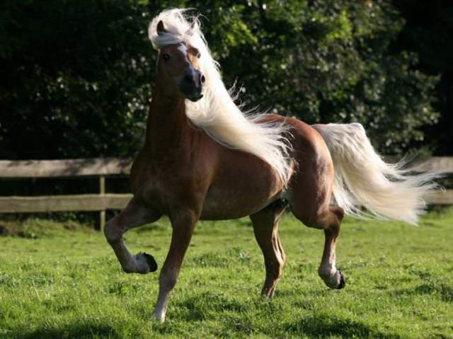 Shangrala's Beautiful Horses