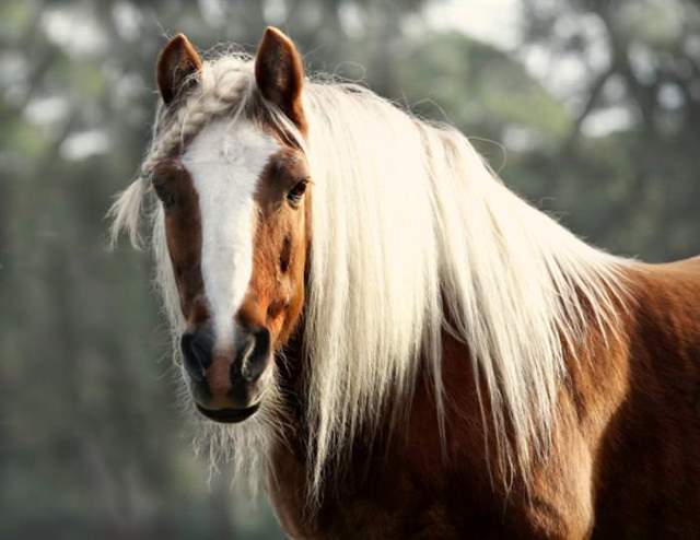 Shangrala's Beautiful Horses