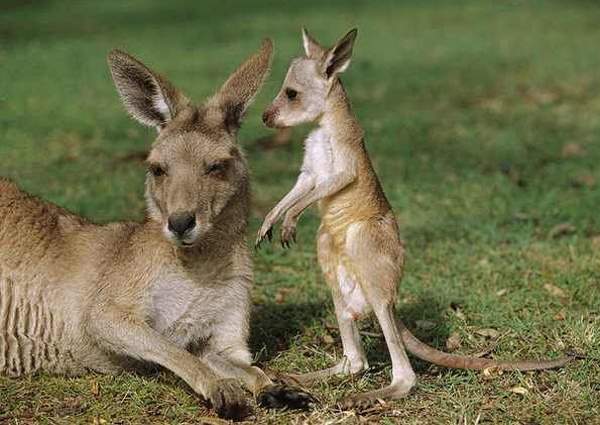 Shangrala's Kangaroos And Wallabies