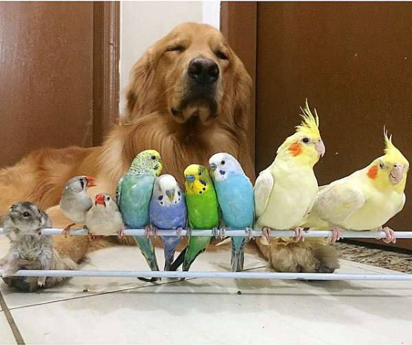 Shangrala's Big Happy Pet Family