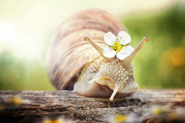 Shangrala's Magical Tiny Snails 2