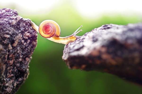 Shangrala's Magical Tiny Snails 2