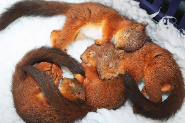 Shangrala's Cute Squirrels