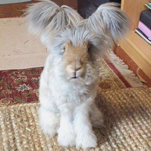 Shangrala's Wally The Rabbit