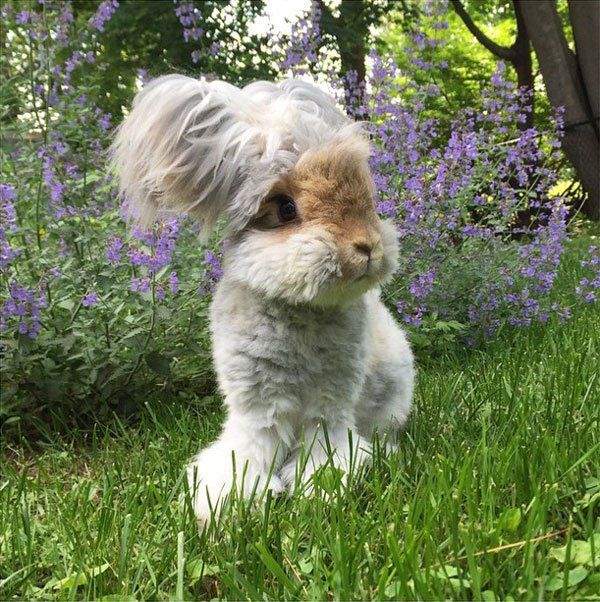 Shangrala's Wally The Rabbit