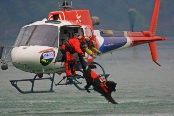 Shangrala's Water Rescue Dogs